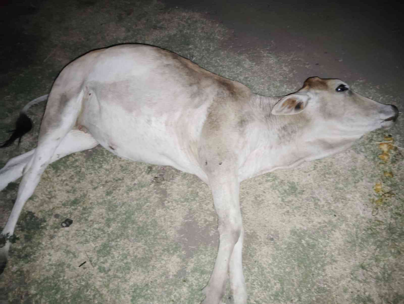 IMG-20240502-WA0006_11_11zon