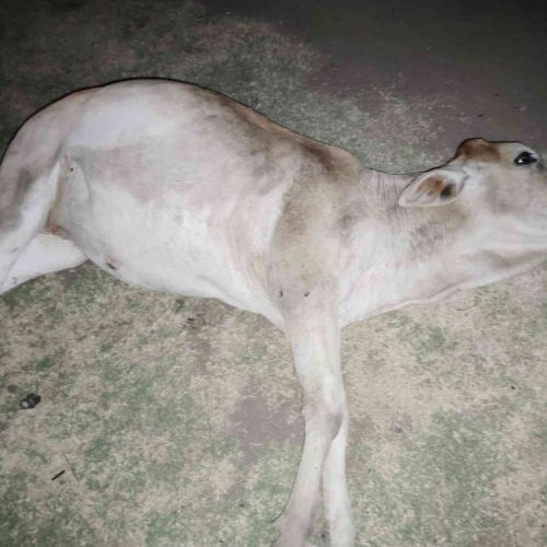 IMG-20240502-WA0006_11_11zon