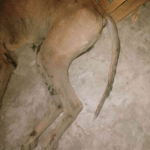 IMG-20240706-WA0006_15_11zon